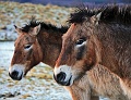 Mongolian Wild Horse 007 copyright Villayat Sunkmanitu